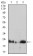 HPRT1 Primary Antibody MP30677 [M5F11A7]
