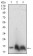 HH3 Primary Antibody MP30738 [M4E9B11]