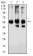 KPNA2 Primary Antibody MP30947 [M1E8B7]