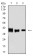 ALDOA Primary Antibody MP31287  [M1C5B2]