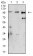 Dynamin-2 Primary Antibody MP31336 [M3F5C7]