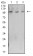 CD223 Primary Antibody MP31453 [M4H6A3]