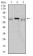 CD42B Primary Antibody MP31456  [M6H6B11]