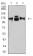 CD49C Primary Antibody MP31492 [M5F1D4]