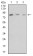 CD18 Primary Antibody MP31571 [M3D1B3]