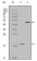 Survivin Primary Antibody MP20176 [M2H5H2]