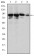 XRCC5 Primary Antibody MP30237 [M5C5]