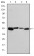 KRT19 Primary Antibody MP30249 [M4E8]