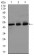 E2F1 Primary Antibody MP30384 [M8G9]