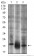 THY1 Primary Antibody MP30546 [M7E1B11]