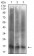 CDKN2A Primary Antibody MP30616 [M1D7D2A1]