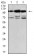 CDH11 Primary Antibody MP30999 [M2C12A6]