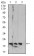 Rab6b Primary Antibody MP31020 [M6D12E4]