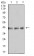 B3GAT1 Primary Antibody MP31056 [M3B8B10]