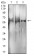 RBFOX3 Primary Antibody MP31082 [M1H3B2]