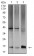 SAG2 Primary Antibody MP31146 [M1D12B8]