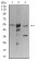 ATG3 Primary Antibody MP31200 [M2C10A12]