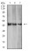 AURKA Primary Antibody MP31238 [M2D8A4]