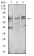 BTRC Primary Antibody MP31253 [M4C5D8]