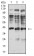ADAP1 Primary Antibody MP31302  [M3E2D9]