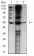 CHRNE Primary Antibody MP31460 [M4E10F6]