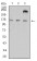 CD11a Primary Antibody MP31525  [M5G7C5]