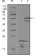 ERBB3 Primary Antibody MP20254 [M3F10F6]