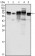 Metadherin Primary Antibody MP20407 [M2F11C3]