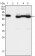 TCF3 Primary Antibody MP30012 [M6B8]