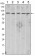CDH2 Primary Antibody MP30042 [M5D5]