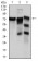 YAP1 Primary Antibody MP30323 [M1A12]