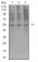 AEBP2 Primary Antibody MP31186 [M2D7B6]