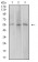 AEBP2 Primary Antibody MP31187 [M3E3C10]