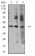 AURKA Primary Antibody MP31239 [M4H5A8]