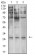 ELANE Primary Antibody MP31331  [M6B6B10]