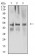 ACTR3 Primary Antibody MP31386 [M3G2G1]