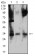 CD322 Primary Antibody  MP31590 [M7E4C5]
