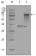 Cytokeratin 19 Primary Antibody MP20283 [M9H8G6]