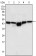 GSK3B Primary Antibody MP30006 [M3D10]