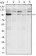 ERN1 Primary Antibody MP30026 [M9F2]