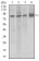 CDH5 Primary Antibody MP30447P [M3D5C7]