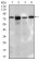 SLC27A5 Primary Antibody MP30455P  [M9C4D1]