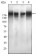 EGFR mutant Primary Antibody MP30486P [M5G9B5]
