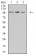 KDM1A Primary Antibody MP31022 [M3F9D2]
