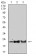 SOD2 Primary Antibody MP31095 [M8H3F9]