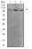 ADAR Primary Antibody MP31196 [M4E2B5]