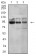 CTNNB1 Primary Antibody MP31278 [M7C5D2]