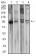 CD10 Primary Antibody MP31341 [M6G12E12]