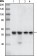 CHK1 Primary Antibodym MP20031 [M2G1D5]