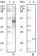 APOA5 Primary Antibody MP20042 [M2G1H11]